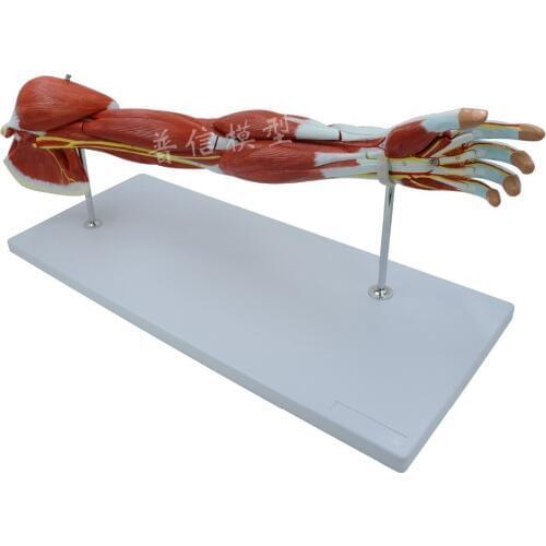 Free shipping&Upper limb muscle model, vascular nerve, arm, human hand model, anatomical movement model,Medical teaching model