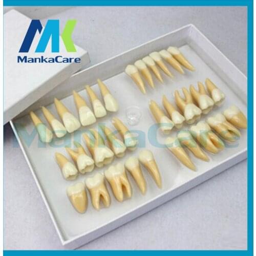 2.5 times 32 pcs adult permanent teeth model Dental gift Communication Tooth Models Odontologia Tooth Models Odontologia