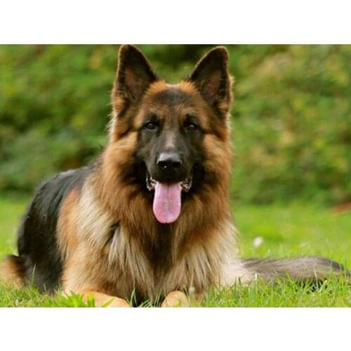 5D DIY Animal Diamond Embroidery Full Square Diamond Painting Dog Cross Stitch Kit Handmade Gift Home Decoration