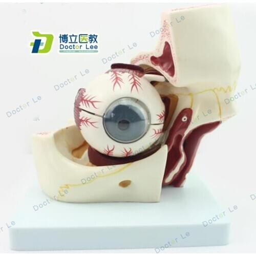 Plastic Educational Toy 3 Times Enlarged Human Eye Ball Anatomy Model with Orbital Cavity for Ophthalmology Teaching Tools