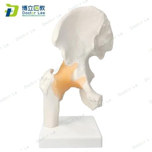 Realistic Surface Human Hip Joint Skeleton Model with Ligaments for Medical Educational Supplies and Equipments