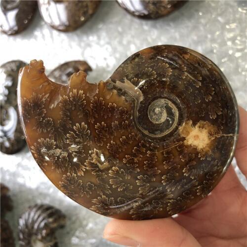 DHX SW beautiful ammonite shell Fossil Madagascar whole ammonite fossil specimen about 150g
