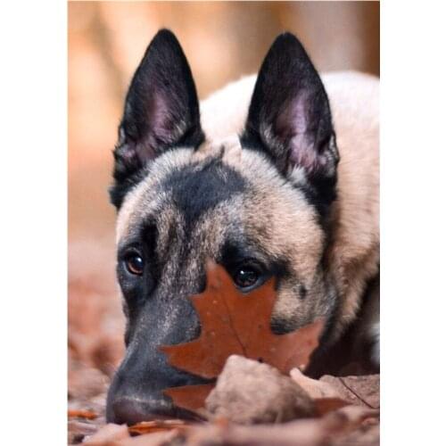 5D Diy High Quality Diamond Painting Cross Stitch Animal dog Diamond Embroidery Pattern Drill Mosaic Home Decor Gift Art