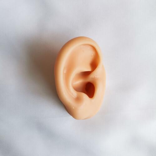 Ear Model Ear Acupuncture Model Ear 1:1 Life Size For Ear Acupuncture Press Needle