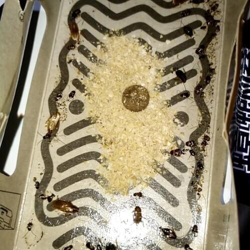 10 Pcs Cockroach Killing Bait Pest Control Powerful Cockroach Killing Bait Kitchen Household Using Roach Powder