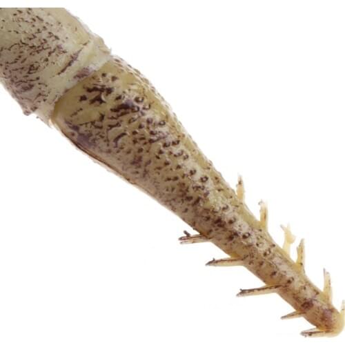 Wedding Decoration Peacock Coral Branches Plastic Artificial Plants Dried Tree H7ED