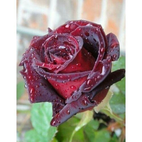 Diamond Embroidery Flower 3D Diamond Cross Stitch Crystal Full Diamond Sets Unfinish Decorative Diy Diamond Painting Rose