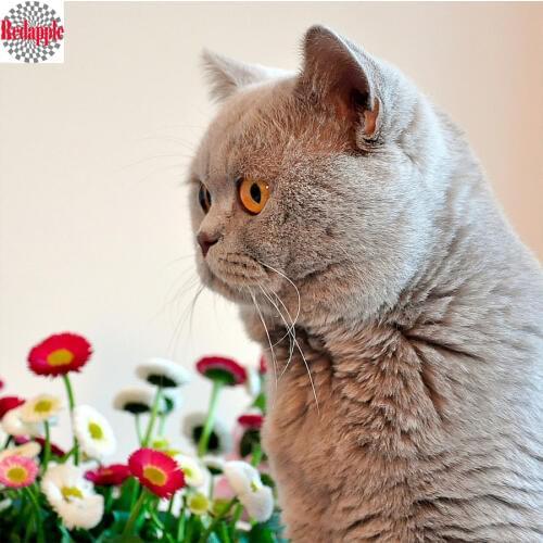 5D Diamond Painting British Shorthair Cat DIY Cross Stitch Kits diamond Embroidery full square Animal Mosaic crafts Needlework
