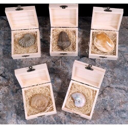 Bison Teeth Trilobite Ammonite Sea Mussel Ancient Marine Life and Fossil Specimen Gift Box