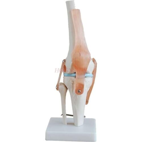 Knee joint model human knee bone anatomical ligament iliac structure orthopedics teaching mold