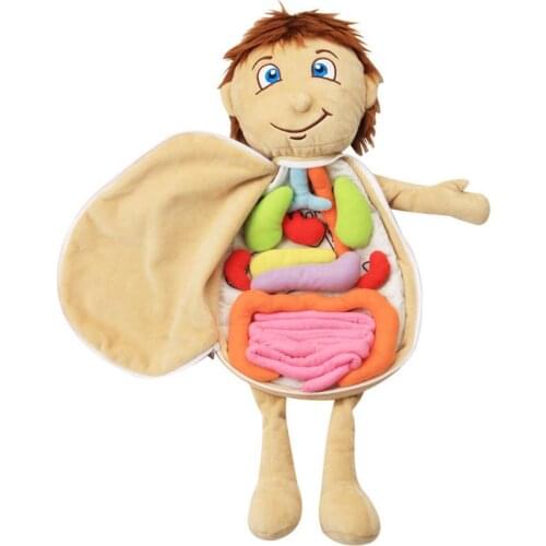 2021 New 3D Human Plush Model Anatomy Doll Educational Soft Toy Human Structure Cognition Kid Baby Early Learning Soft Toy Gift