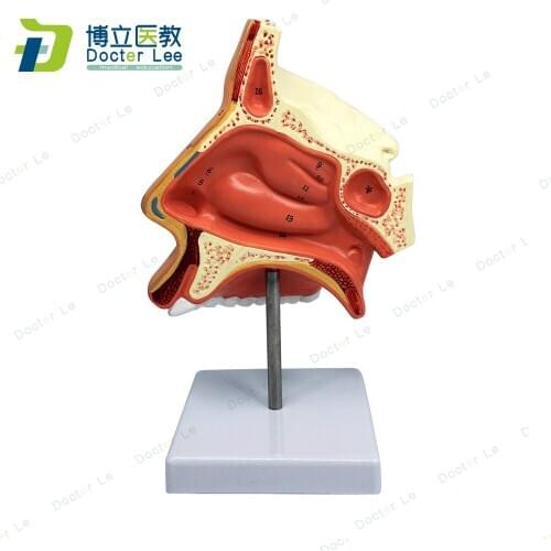 Natural size anatomy model of nasal cavity Human Circulatory System good quality medical supplies for medical students learning