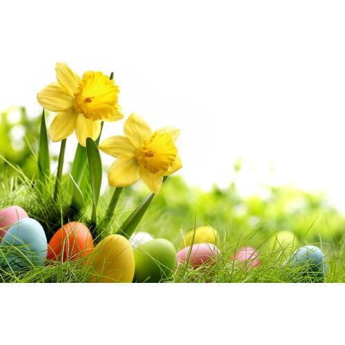 LIFE MAGIC BOX Egg 200x150cm Custom Photo Backdrops Website Background HJ02879