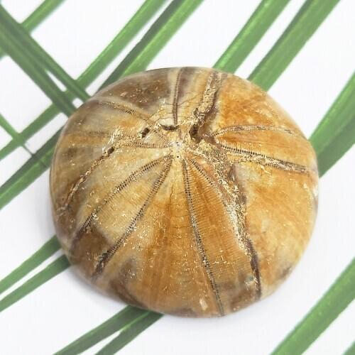 Natural starfish fossil Mineral sample Sea Urchin Madagascar reliquiae Mini Stone Cute Pendant Gift Crystals Healing