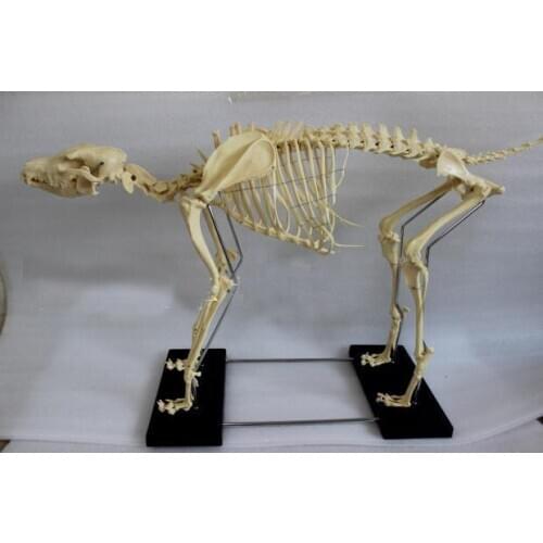 1.2M dog skeletal specimens dog skeleton model educational equipment teaching model life size dog bone skeleton