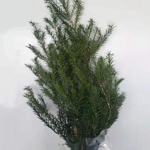 Hot-Selling Melaleuca Bracteata Revolution Gold Preserved Dried Flower Newyear 2021 Wedding Photograph Desktop Home Decoration