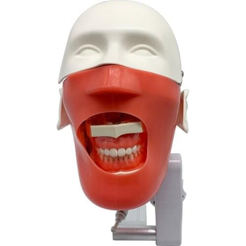 Dental Training Teeth Head Model Install To Dental Chiar Dentist Practise Model Dental Phantom Head Simulation