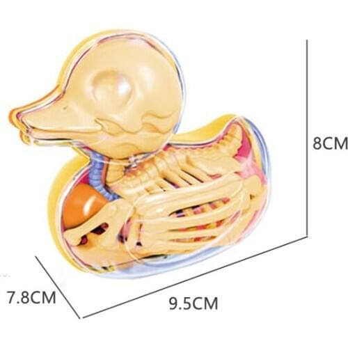 6parts 4d Yellow Duck Skeleton Transparent Puzzle Assembled Toy Perspective Bone Anatomical Model Veterinary