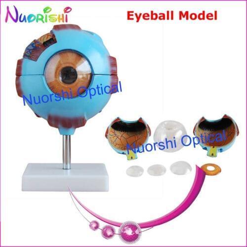E4603 Magnification 6X Anatomical Human Eye Eyeball Model Eyeball Free Shipping