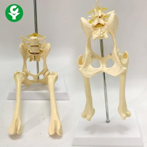 Canine lumbar vertebral belt pelvic femur model Dog skeleton model Animal skeleton teaching demonstration model