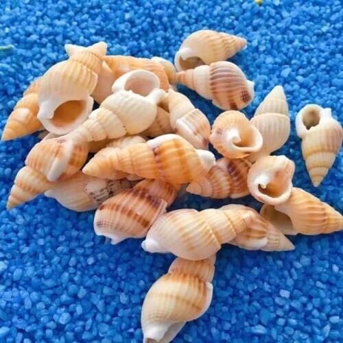 Natural Marine Maritime Mediterranean Style Decoration Coastal Decor Home Seashell Bead for Jewelry Coral Beach Starfish