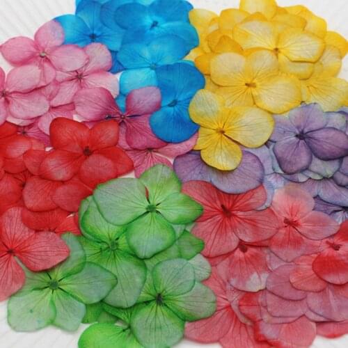 60pcs Pressed Dried Dyed Hydrangea Macrophylla Flower Plants Herbarium For Jewelry Phone Case Bookmark Postcard Candle Craft