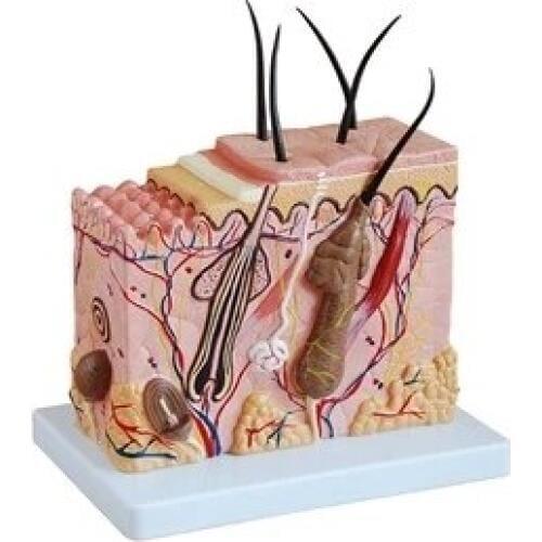 70X human shin structure anatomical model free shipping
