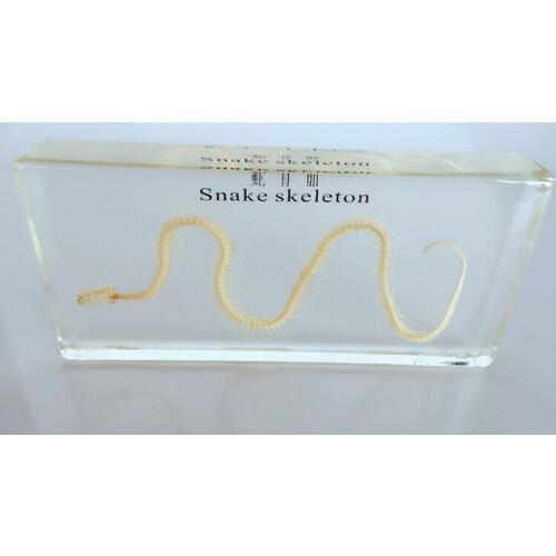 Real Snake Skeleton Specimen Teaching Amber Resin Animal Skeletal Specimen Model Biological Anatomy Teaching Aid Resin Craftwork