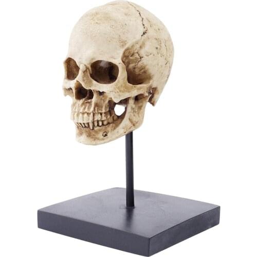 Human Skull Model for Anatomy Resin Anatomical Tracing Teaching Skeleton Halloween Decoration Statue