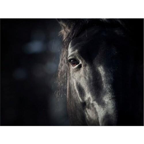 1 Panel Free shippting Wall Art modern horses HD Image Art Print On Canvas Painting The Wall of Home Decoration Framed