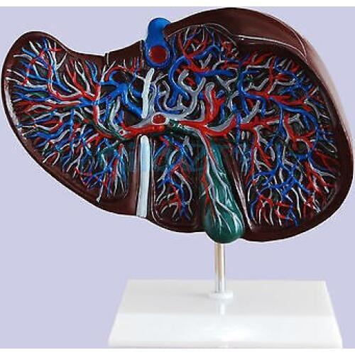 Human Liver Medical Anatomy Model Life Size With Vessel Simulation Display