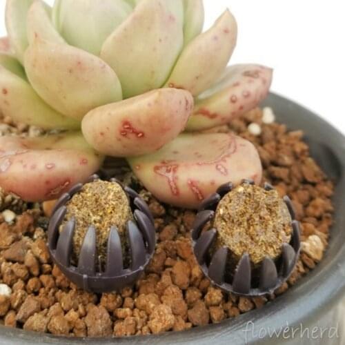 150g Long-acting Imported Japanese "tamahi" Organic Slow-release Trace Elements Fertilizer Advanced Bonsai Compost Fertility