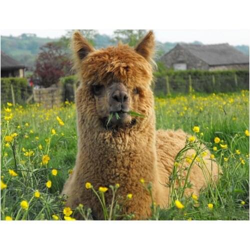 5D DIY diamond embroidery Australia Alpaca daimond painting Cross Stitch full square Rhinestone mosaic stickers wall decor L852