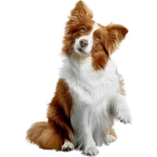 Dawasaru for Border Collie Motorcycle Car Stickers Repair Decal 3D Funny Vinyl Material Scratch-Proof Windows Decoration 13cm