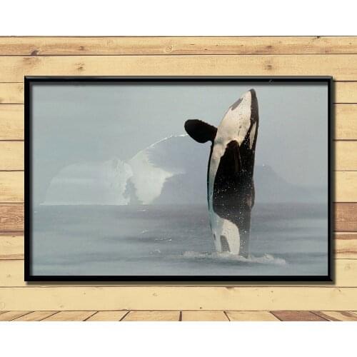 Orca Ferocious Marine Animal (24) Wall Posters Prints Silk Art Painting For Home Wall Bedroom Decor