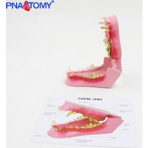 Canine Jaw Model Dog Teeth Animal Anatomical Model Medical Gift Teaching Tool Life size Dog Skull PNATOMY PNT-2104