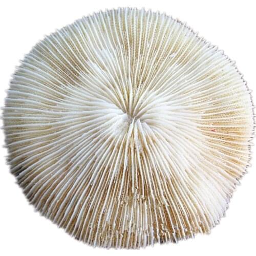 Aqumotic Womens Clothing