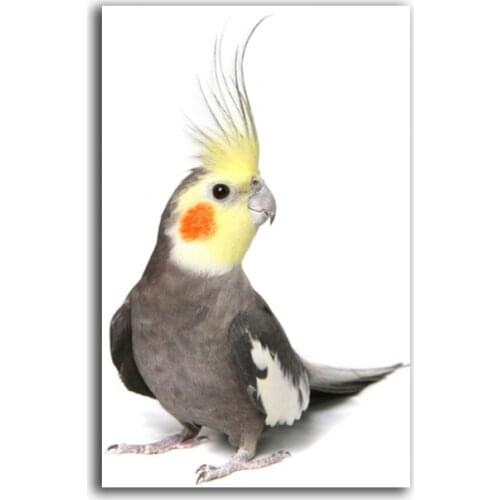 Full Square/Round Drill 5D DIY Diamond Painting "Animal bird " 3D Embroidery Cross Stitch 5D Home Decor gift