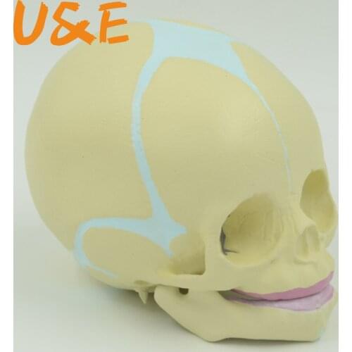 Human Fetal Baby Infant Medical Skull Anatomical Skeleton Model