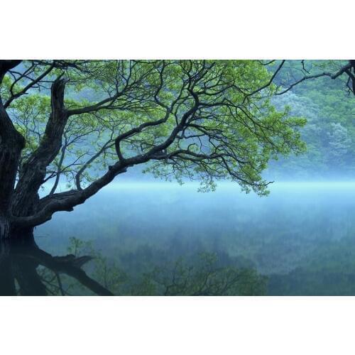 Printed Fantasy Nuture photo of Primeval forest with Green ancient trees near river shrouded of Green Fog living room decor