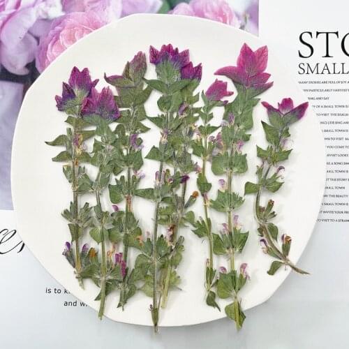 60pcs Pressed Dried Salvia viridis Flower Herbarium For Epoxy Resin Jewelry Making Bookmark Case Face Makeup Nail Art Craft