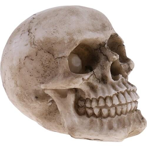 1:1 Halloween Skull Halloween Skeletons Realistic Skeleton Skull Skeleton Head