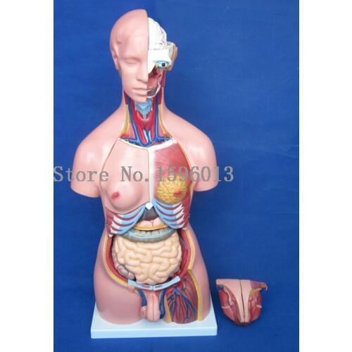 85CM Unisex Torso with Internal Organs 23 Parts ,Human Unisex Torso model