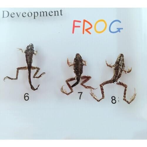 Real Tadpole Frog Development Process Specimen Model Frog Animal Growth History Specimens Biologic Zoology Teaching Aids