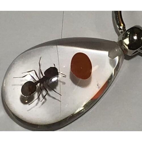 YQTDMY 10 pcs Personalized lucid back red bean ant insect charming keychain