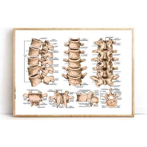 Lumbar Spine Structure Chart Prints Medicine Educational Poster Human Skeletal System Doctor Office Wall Decor