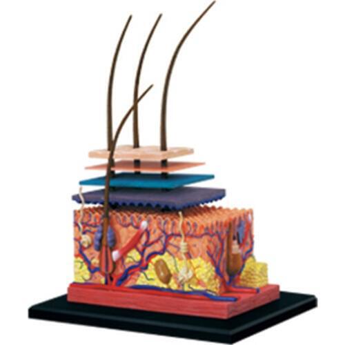 Human Skin and Hair Assembly Humans Skull Skeleton Anatomical Skin Anatomy Science Educational Toys Model medical supplies