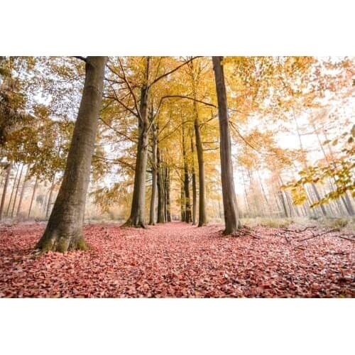 Laeacco Autumn Fallen Leaves Tree Forest Scenic Photography Backgrounds Customized Photographic Backdrops For Photo Studio