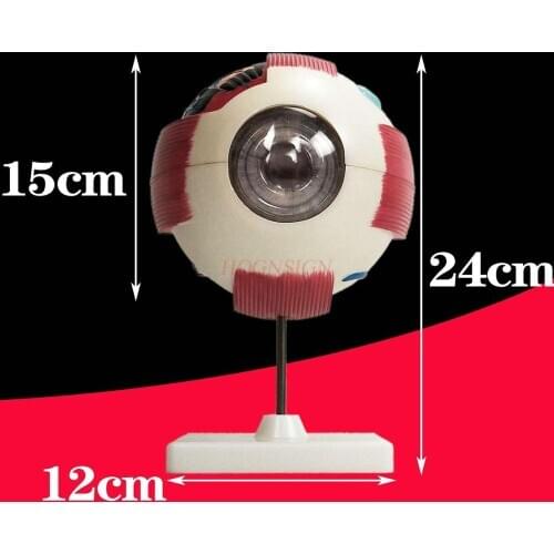 Eyeball Anatomy Model Human Eye Model Experimental Class 6x Large Medical Anatomy Demonstration Internal Detachable