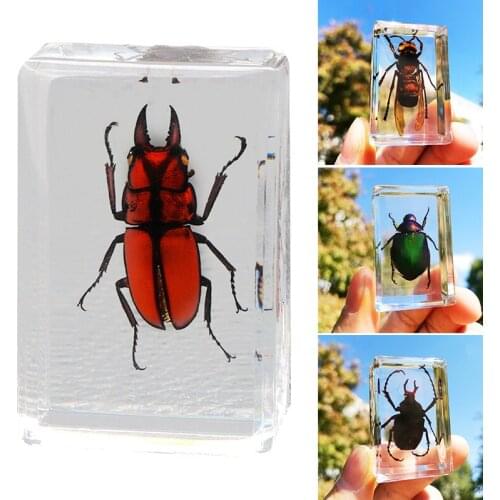 Beautiful Insect In Resin Animal Collection Paperweight for Office Desk Decor Accessories for Biology Science Teacher Education